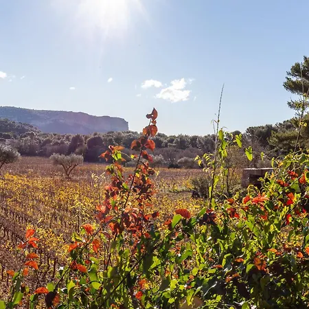 Ukika Cassis